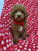 Cooper , a male Poodle - Miniature  for sale in Merritt Island, FL – 10 of 10