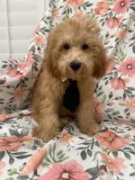 Cooper , a male Poodle - Miniature  for sale in Merritt Island, FL – 6 of 9