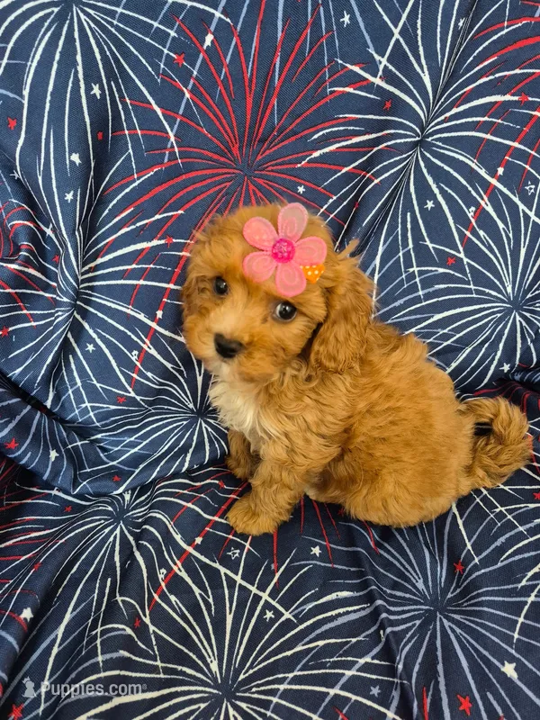 Lexi  – Poodle - Miniature , Cavachon puppy for sale in Merritt Island, FL