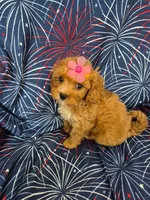 Lexi , a female Poodle - Miniature  and Cavachon for sale in Merritt Island, FL – 1 of 7
