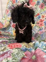 Pepper , a female Poodle - Toy  and Cavachon for sale in Merritt Island, FL – 3 of 8