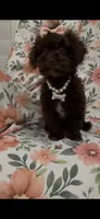 Zoey , a female Poodle - Toy  for sale in Merritt Island, FL – 5 of 10