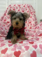 Cooper , a male Yorkshire Terrier for sale in Merritt Island, FL – 8 of 9
