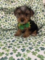 Clover , a male Yorkshire Terrier for sale in Merritt Island, FL – Photo 6 of 7
