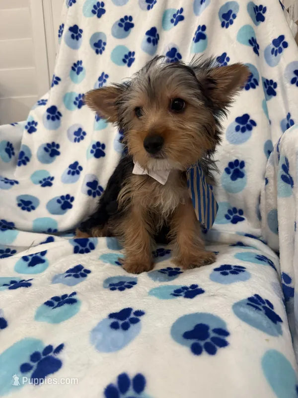Clover  – Yorkshire Terrier puppy for sale in Merritt Island, FL