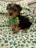 Clover , a male Yorkshire Terrier for sale in Merritt Island, FL – Photo 2 of 7