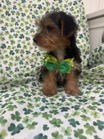 Clover , a male Yorkshire Terrier for sale in Merritt Island, FL – Photo 4 of 7