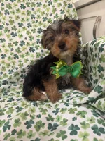 Clover , a male Yorkshire Terrier for sale in Merritt Island, FL – Photo 7 of 7