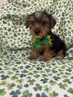 Clover , a male Yorkshire Terrier for sale in Merritt Island, FL – Photo 1 of 7