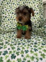 Clover , a male Yorkshire Terrier for sale in Merritt Island, FL – Photo 3 of 7