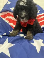 Pepper , a male Bernedoodle for sale in Merritt Island, FL – 4 of 8
