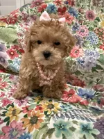 Lilly , a female Maltipoo for sale in Merritt Island, FL – 3 of 10