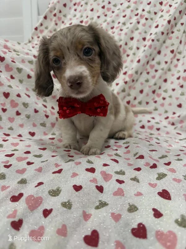 Nathan  – Miniature Dachshund puppy on hold in Merritt Island, FL