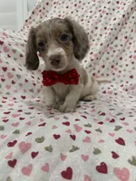 Nathan , a male Miniature Dachshund for sale in Merritt Island, FL – 1 of 10