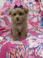 Lilly , a female Yorkipoo for sale in Merritt Island, FL – 5 of 10