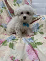 Jake , a male Bichon Frise for sale in Merritt Island, FL – 2 of 6