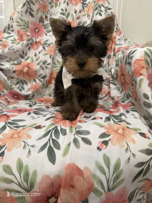 Snickers  – Yorkshire Terrier puppy for sale in Merritt Island, FL