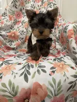 Snickers , a male Yorkshire Terrier for sale in Merritt Island, FL – 1 of 9