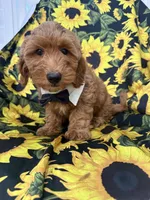 Cooper, a male Goldendoodle for sale in Merritt Island, FL – 8 of 8