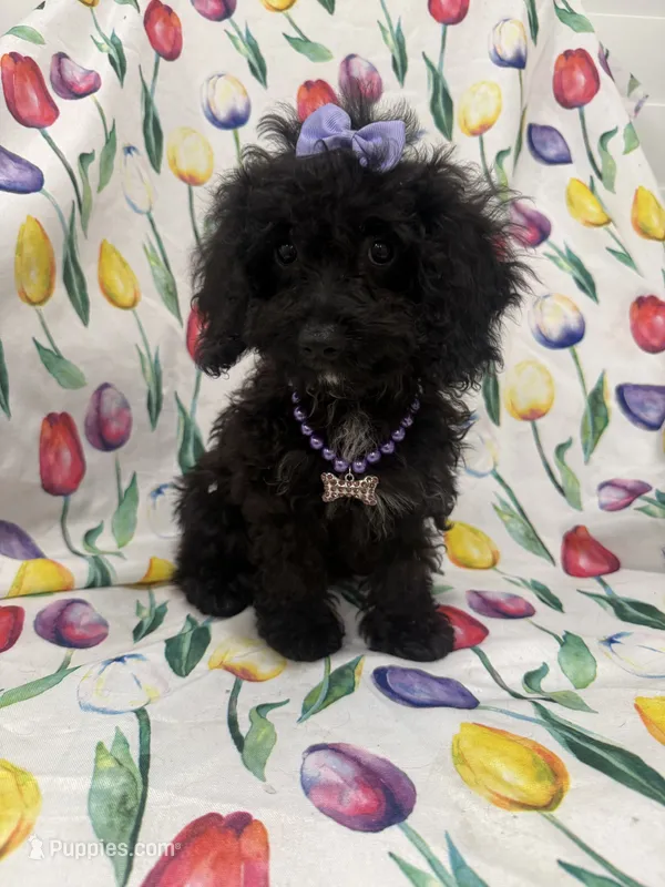 Pepper  – Poodle - Toy , Cavachon puppy for sale in Merritt Island, FL