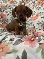 Winnie , a female Miniature Dachshund for sale in Merritt Island, FL – 5 of 8