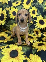 Daisy , a female Miniature Dachshund for sale in Merritt Island, FL – 10 of 10