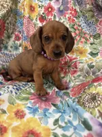 Peebles , a female Miniature Dachshund for sale in Merritt Island, FL – 8 of 10