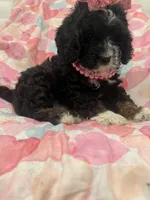Bella , a female Bernedoodle for sale in Merritt Island, FL – 3 of 10