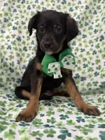 Zack , a male Rat Terrier and Yorkshire Terrier for sale in Merritt Island, FL – Photo 6 of 9