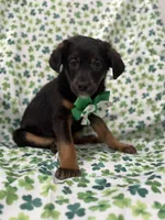 Zack , a male Rat Terrier and Yorkshire Terrier for sale in Merritt Island, FL – Photo 3 of 9