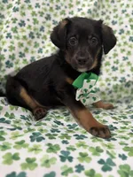 Zack , a male Rat Terrier and Yorkshire Terrier for sale in Merritt Island, FL – Photo 5 of 9