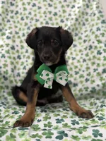 Zack , a male Rat Terrier and Yorkshire Terrier for sale in Merritt Island, FL – Photo 1 of 9