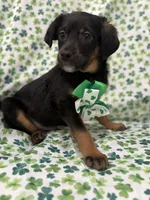 Zack , a male Rat Terrier and Yorkshire Terrier for sale in Merritt Island, FL – Photo 4 of 9
