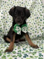 Zack , a male Rat Terrier and Yorkshire Terrier for sale in Merritt Island, FL – Photo 2 of 9