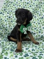 Zack , a male Rat Terrier and Yorkshire Terrier for sale in Merritt Island, FL – Photo 8 of 9