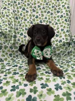 Zack , a male Rat Terrier and Yorkshire Terrier for sale in Merritt Island, FL – Photo 9 of 9