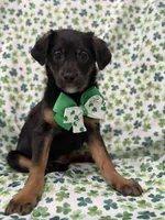 Zack , a male Rat Terrier and Yorkshire Terrier for sale in Merritt Island, FL – Photo 7 of 9