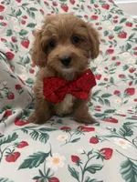 Cooper , a male Poodle - Miniature  and Cavachon for sale in Merritt Island, FL – 10 of 10