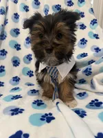Bryce , a female Morkie for sale in Merritt Island, FL – Photo 6 of 10