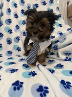 Bryce , a female Morkie for sale in Merritt Island, FL – Photo 7 of 10