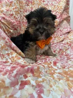 Bryce , a female Morkie for sale in Merritt Island, FL – Photo 5 of 9