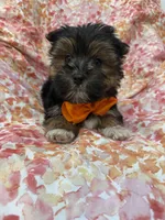 Bryce , a female Morkie for sale in Merritt Island, FL – Photo 7 of 9