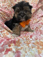 Bryce , a female Morkie for sale in Merritt Island, FL – Photo 8 of 9