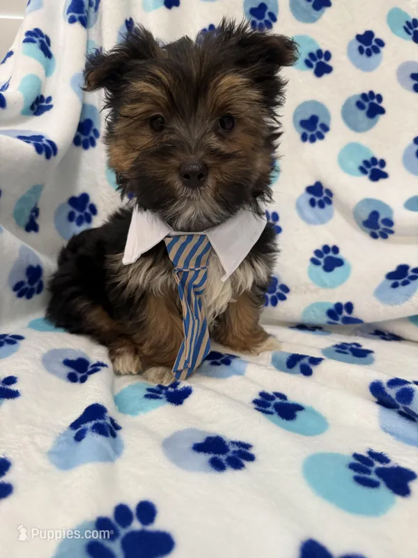 Bryce  – Morkie puppy for sale in Merritt Island, FL