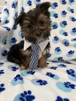 Bryce , a female Morkie for sale in Merritt Island, FL – Photo 8 of 10