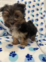 Bryce , a female Morkie for sale in Merritt Island, FL – Photo 3 of 10
