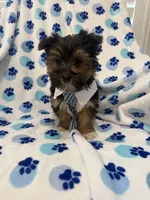 Bryce , a female Morkie for sale in Merritt Island, FL – Photo 5 of 10