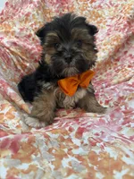 Bryce , a female Morkie for sale in Merritt Island, FL – Photo 4 of 9