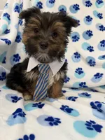 Bryce , a female Morkie for sale in Merritt Island, FL – Photo 9 of 10