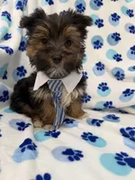 Bryce , a female Morkie for sale in Merritt Island, FL – Photo 10 of 10